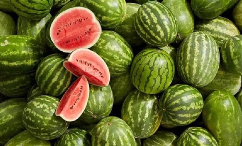 La pastèque saoudienne : Un fruit d’été au service de l’agriculture locale