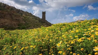 L’été à Al-Baha : une expérience unique entre montagnes et forêts