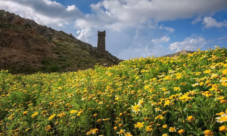 L’été à Al-Baha : une expérience unique entre montagnes et forêts