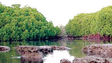 Écotourisme à Jazan : Un patrimoine végétal exceptionnel