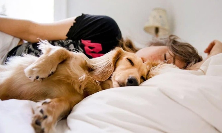 Dormir avec son animal de compagnie : avantages et risques