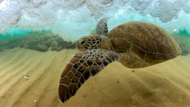 KAUST et MegaMove : nouvelle alerte sur la protection des océans