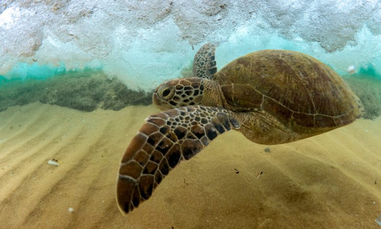 KAUST et MegaMove : nouvelle alerte sur la protection des océans