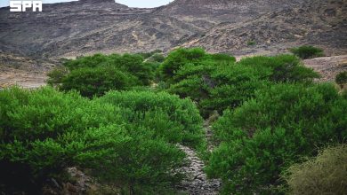Wadi Hars, un écrin naturel à 70 kilomètres de Najran