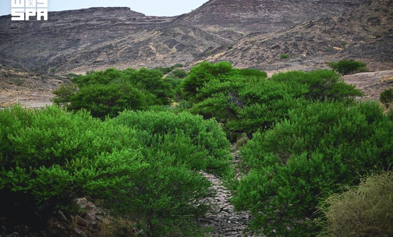 Wadi Hars, un écrin naturel à 70 kilomètres de Najran