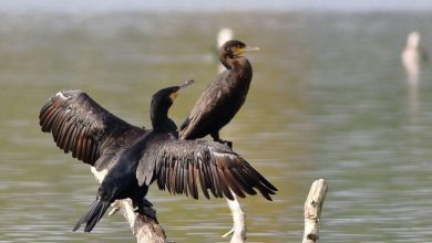 Le grand cormoran, un atout pour l’écotourisme saoudien