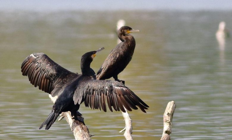 Le grand cormoran, un atout pour l’écotourisme saoudien