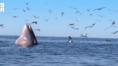 Une baleine de Bryde observée à plusieurs reprises dans la réserve des îles Farasan