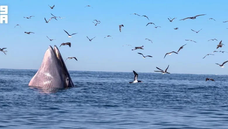 Une baleine de Bryde observée à plusieurs reprises dans la réserve des îles Farasan