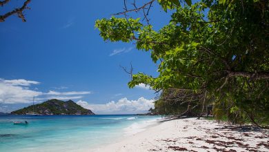 Les îles des Quatre Sœurs : un refuge naturel pour les tortues marines et un atout pour l’écotourisme saoudien