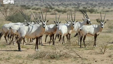 L’oryx d’Arabie : de l’extinction à l’état sauvage à un modèle saoudien de réintroduction