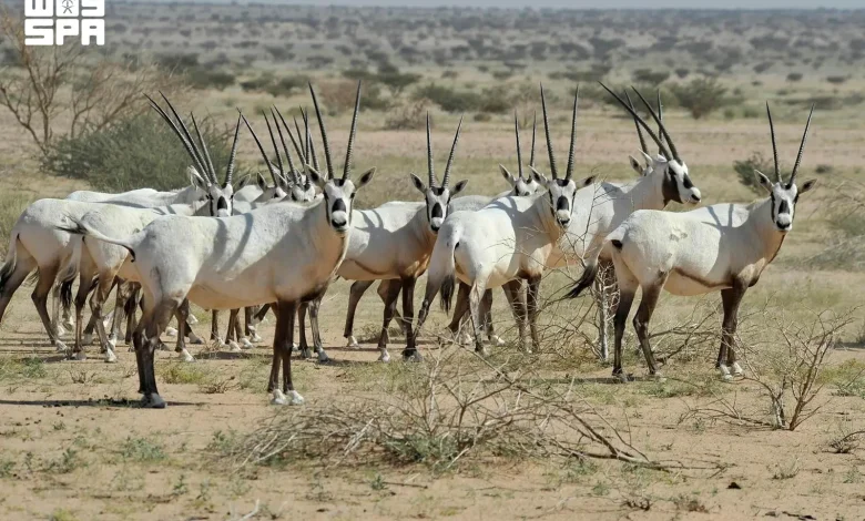 L’oryx d’Arabie : de l’extinction à l’état sauvage à un modèle saoudien de réintroduction