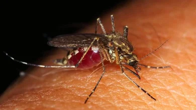 La Grèce recense 157 cas de virus du Nil occidental