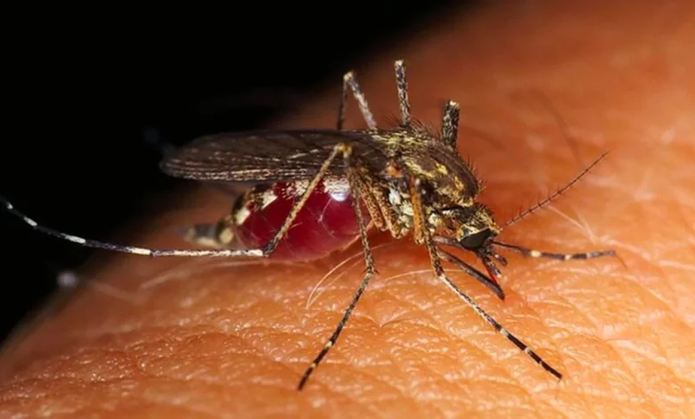 La Grèce recense 157 cas de virus du Nil occidental