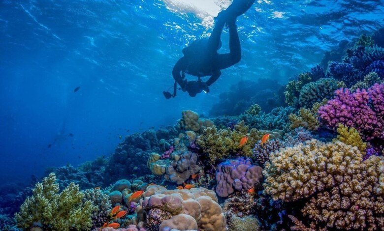 La plongée en Arabie saoudite : un secteur maritime en plein essor