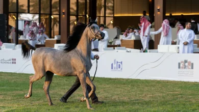276 chevaux en lice pour le 15e championnat national de beauté des pur-sang arabes à Riyad
