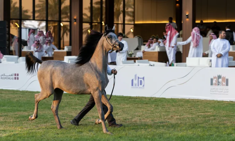276 chevaux en lice pour le 15e championnat national de beauté des pur-sang arabes à Riyad
