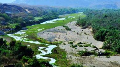Wadi Hali : une nature exceptionnelle au cœur d’Al-Qunfudhah