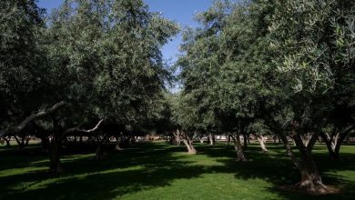 Les jardins de Najran, des espaces verts dédiés aux loisirs