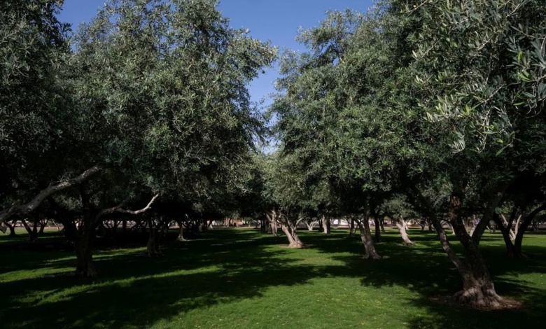 Les jardins de Najran, des espaces verts dédiés aux loisirs